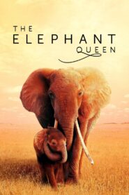 The Elephant Queen